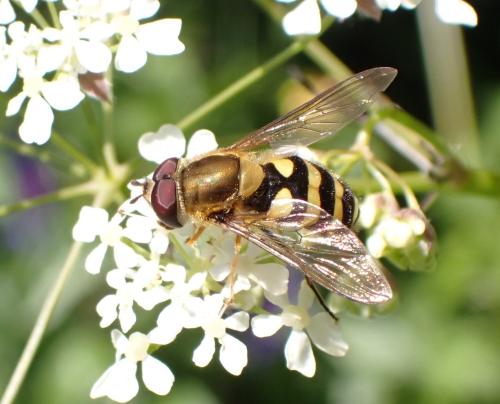 Réf. 294 874 : Syrphus sp.